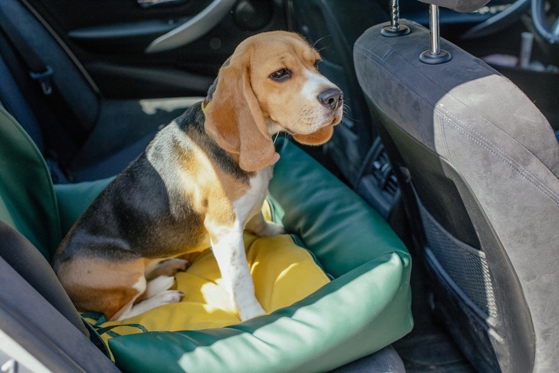 beagle-sitting-in-dog-car-seat