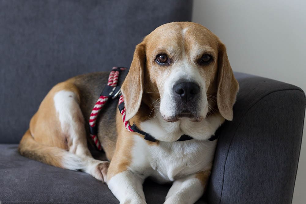 beagle sitting on a couch