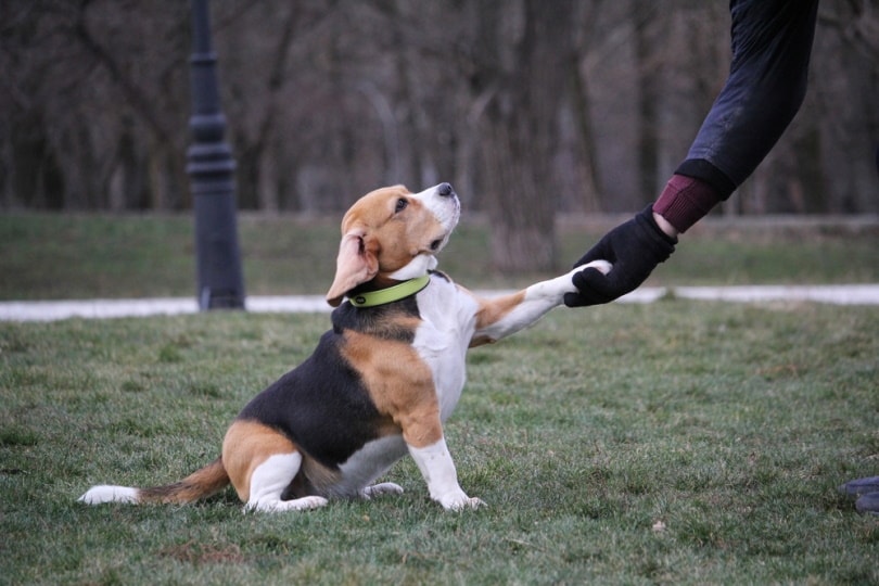 beagle training outdoor