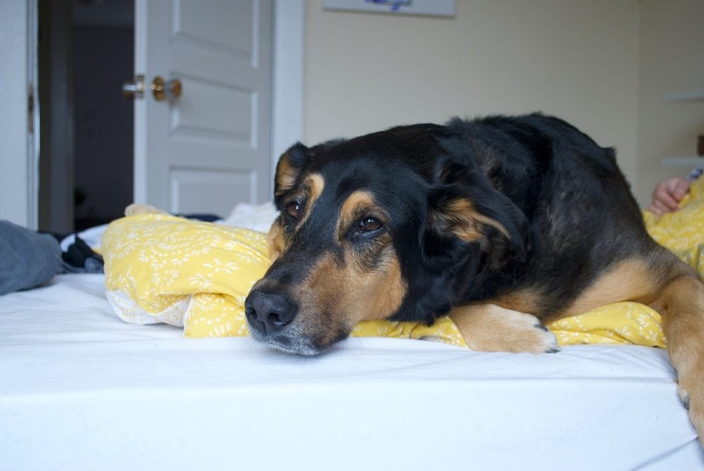 beagleman on bed