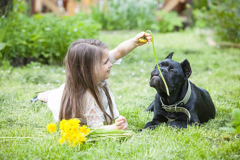 beautiful girl playing with her black cane corso dog on the lawn