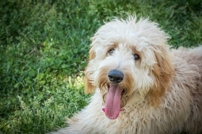 beautiful goldendoodle dog with a smile on her face looking at the camera
