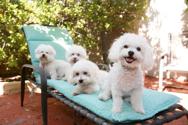 beautiful pure breed bichon frise dogs smile as they pose for their portrait while out side on a lounge chair