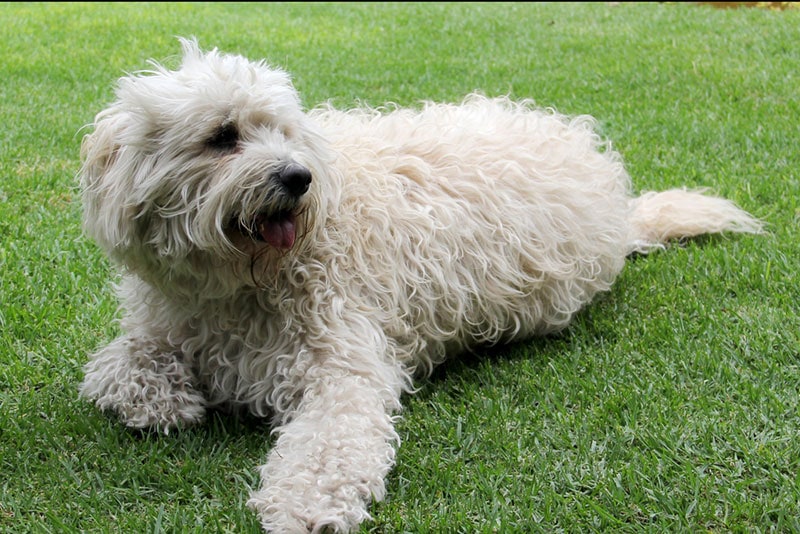 beautiful white labradoodle dog lying on the grass