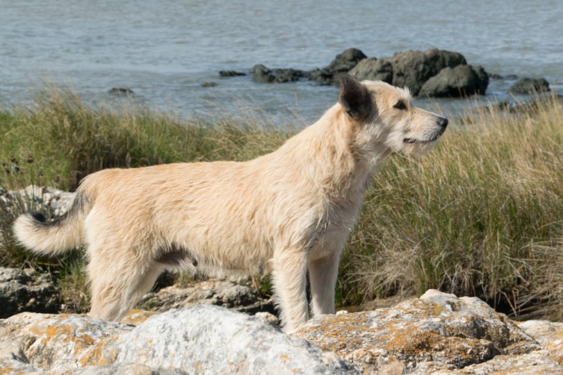 beger picard dog near sea side