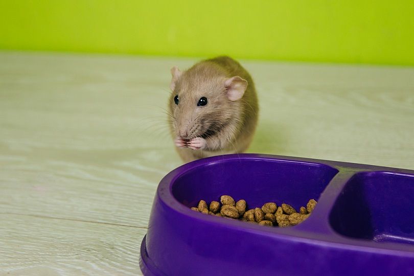 beige-rat-sits-on-food-bowl_VeronArt16_shutterstock