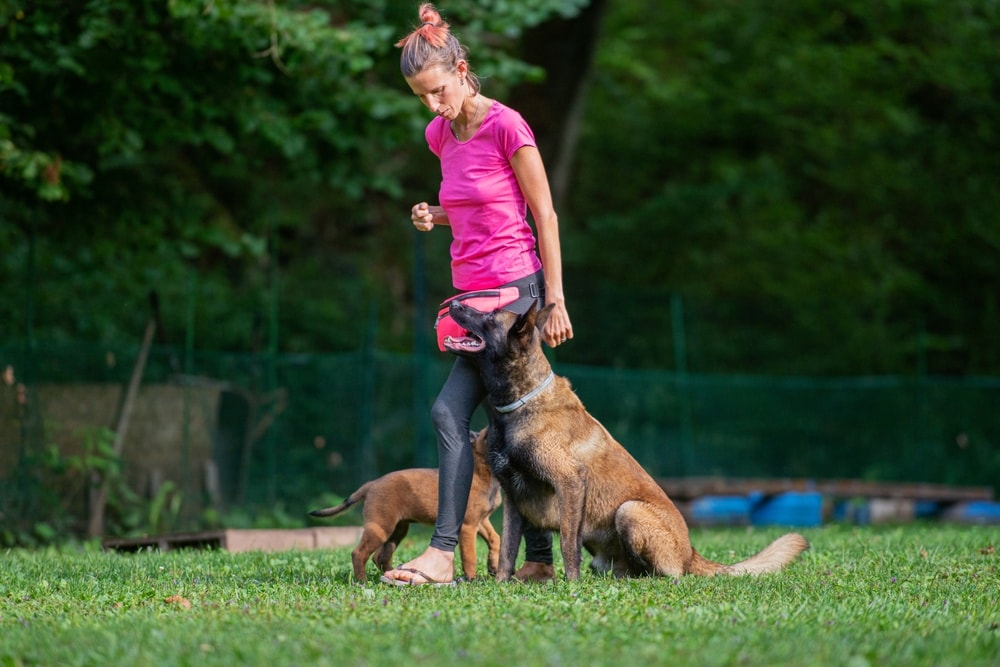 treinamento de cães malinois belgas