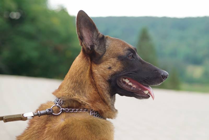 A Belgian Shepherd dog with a chain collar posing outdoors