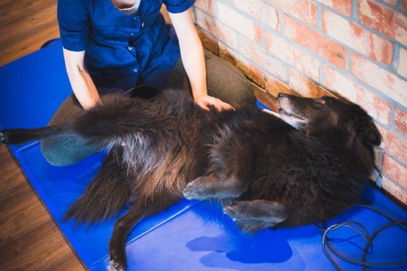 belgian shepherd malinois dog during a dog magnetic therapy session with a pet physioteraphist
