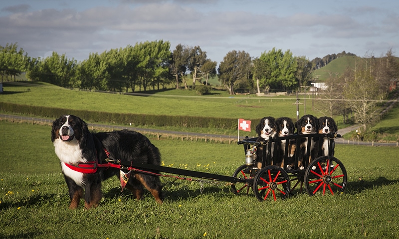 Bernese mountain dog carting with its puppies