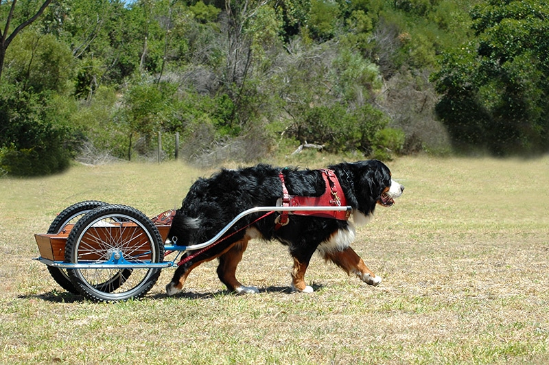 Bernese Mountain dog doing carting