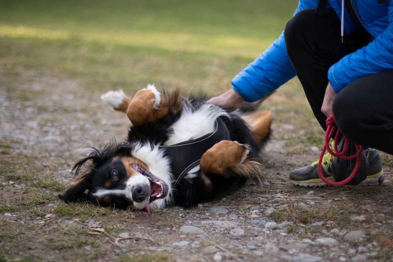 bernese mountain dog rolling in the ground