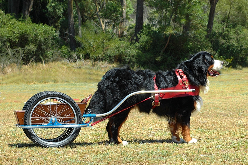 bernese mountain dog with cart attached