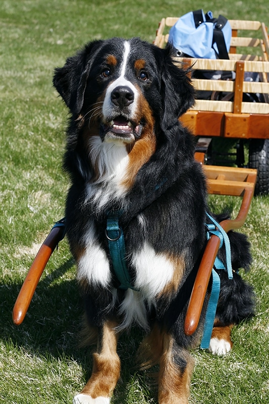 bernese mountain dog with cart on its back