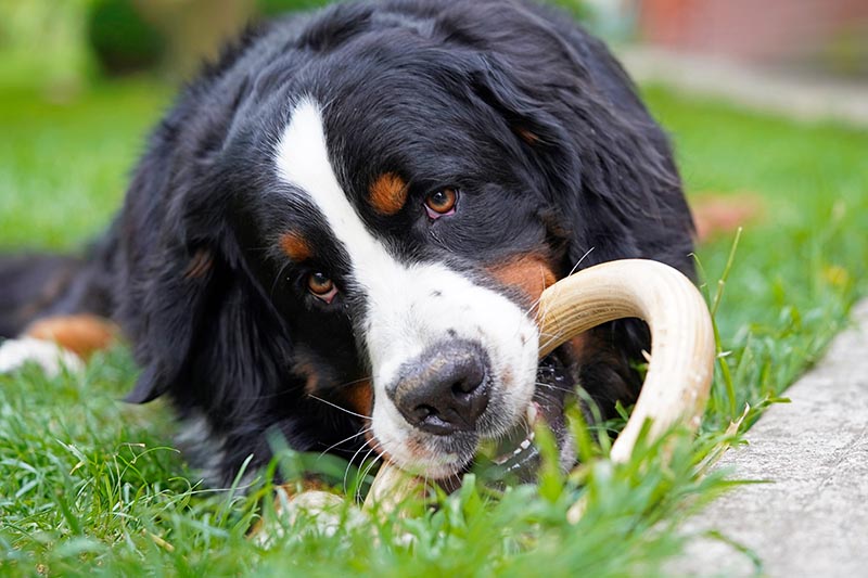 How Much Do Bernese Mountain Dogs Bark? Getting to Know Your Pet – Dogster