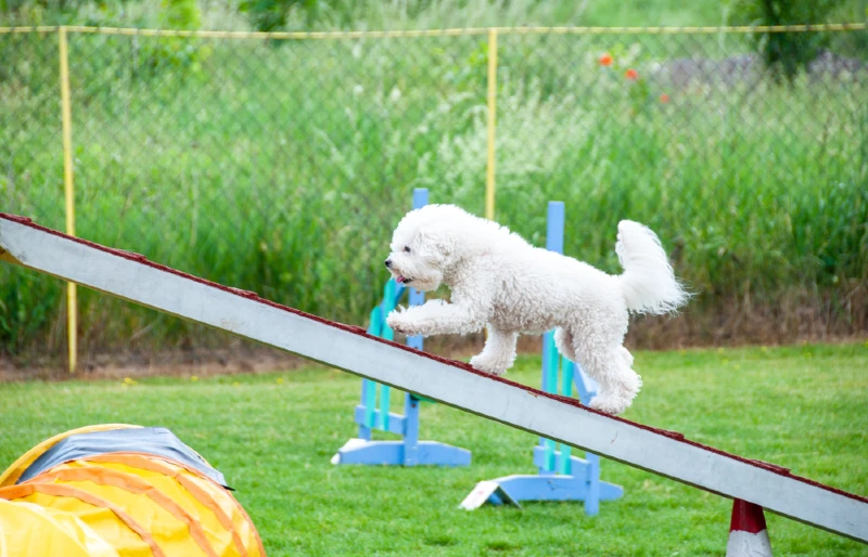 bichon frise dog doing an agility course training