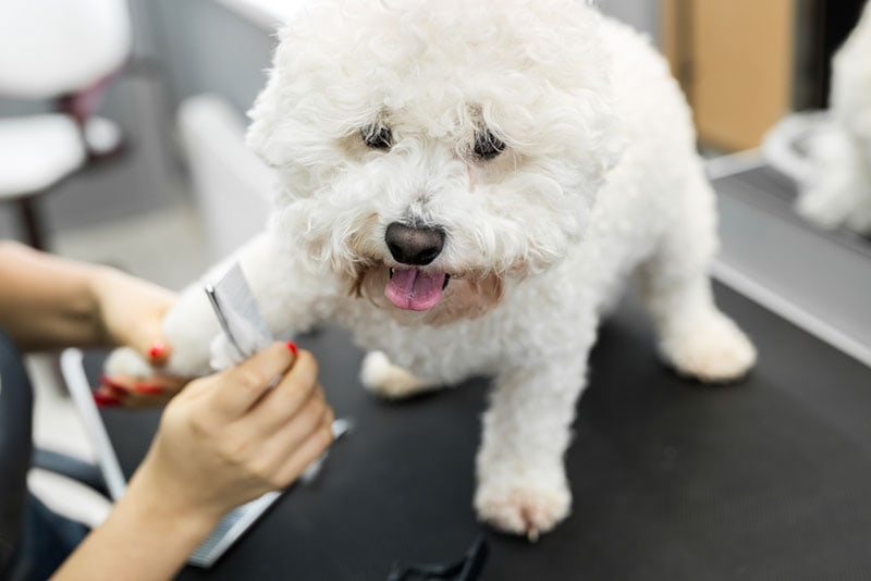 bichon frise dog getting groomed