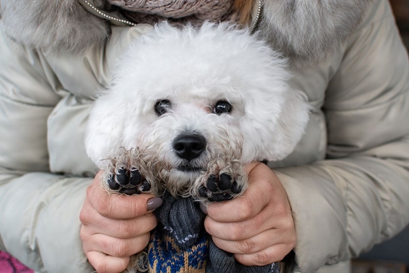 bichon frise dog in the hands of the owner