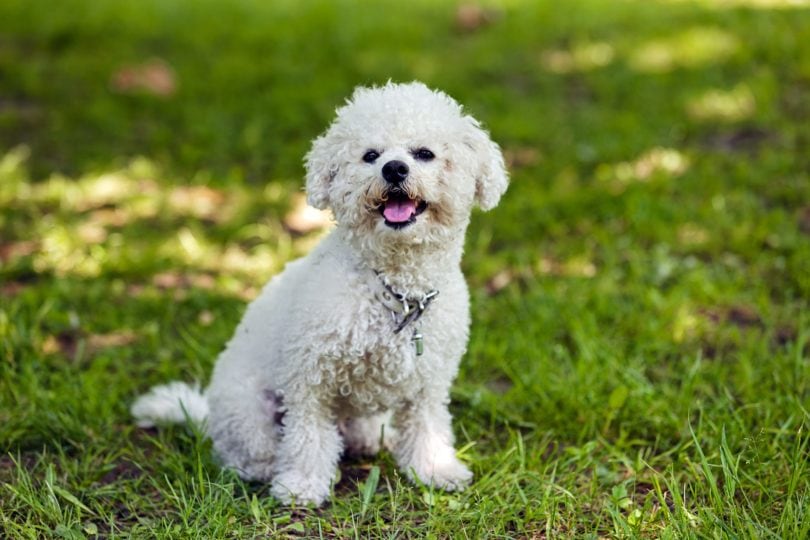bichon frise dog sitting on grass