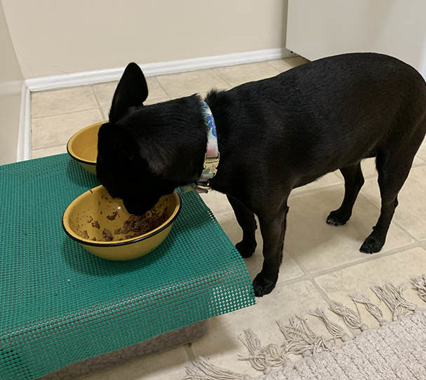 black Chihuahua-Terrier mix dog eating