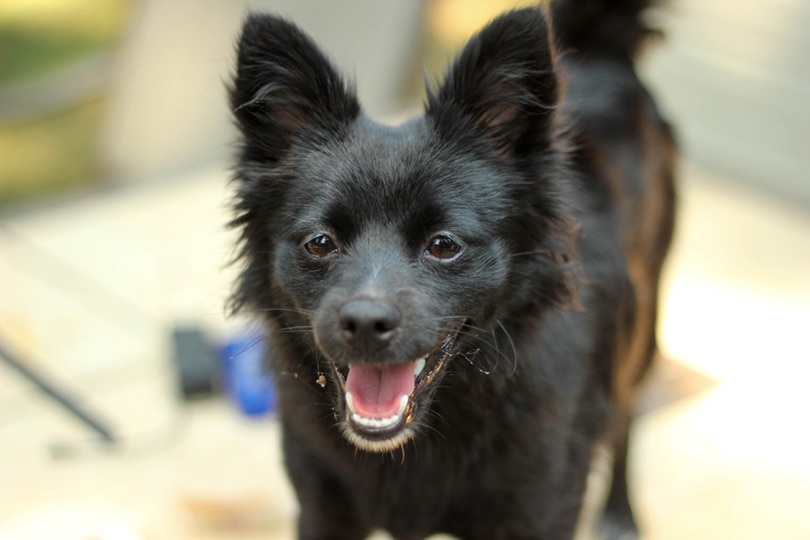 black Chimo (Chihuahua x American Eskimo) puppy