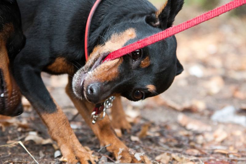 black and red tan miniature pinscher dog biting the leash