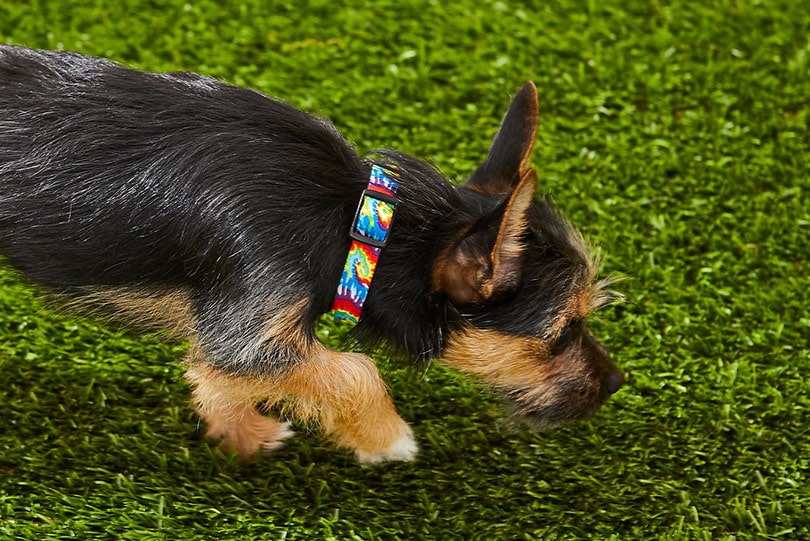 black and tan puppy with colorful collar sniffing the grass