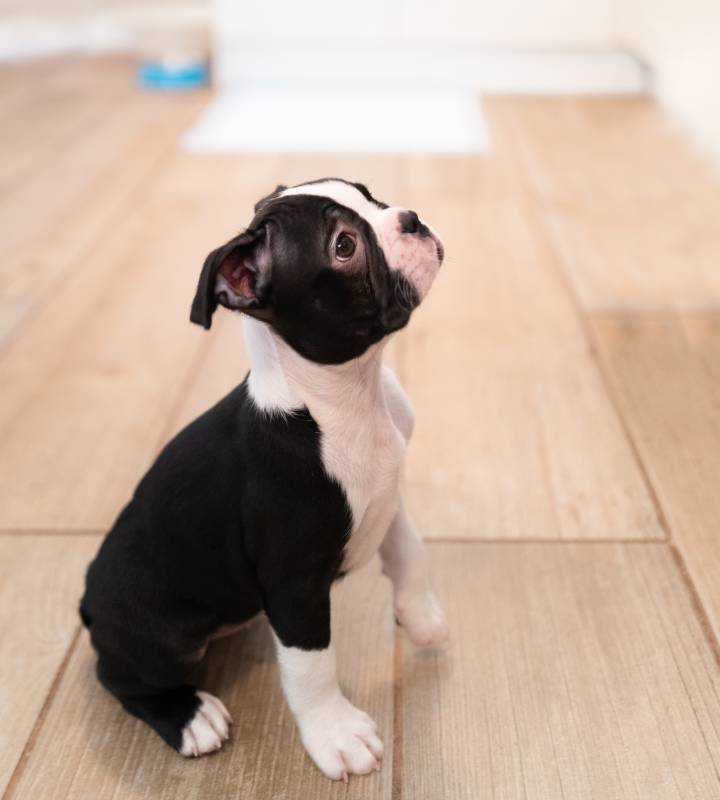 black and white Boston Terrier puppy sitting on a wooden kitchen floor with its paw slightly raised