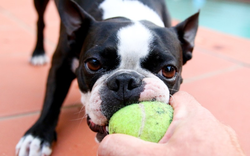 black and white Boston terrier dog playing with tugging at tennis ball