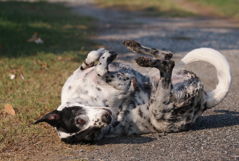 black and white dog rolling in the ground