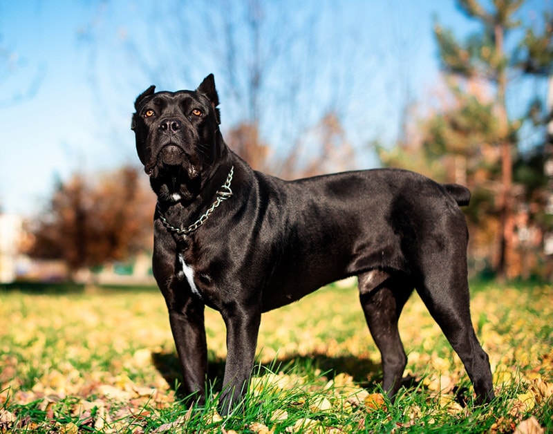 5 Standard Cane Corso Colors & Patterns (With Pictures) – Dogster