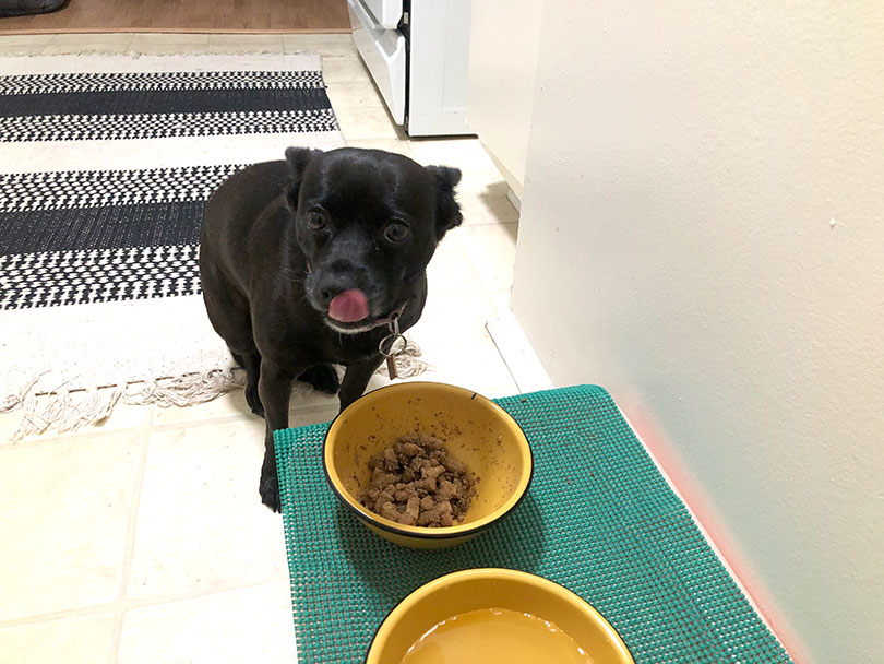 black dog eating Dr. Marty Nature’s Blend Dog Food from a bowl