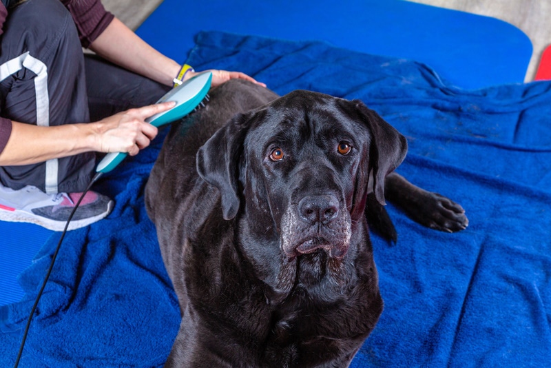 black dog having laser treatment