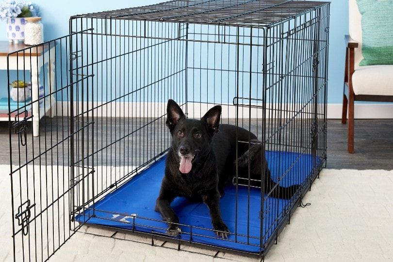 black dog inside a cage with cooling mat at home