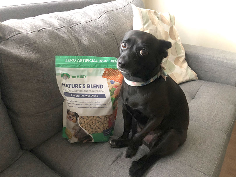 black dog on sofa near Dr. Marty Nature’s Blend Dog Food