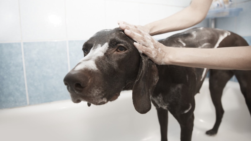 black dog taking a bath_Piqsels