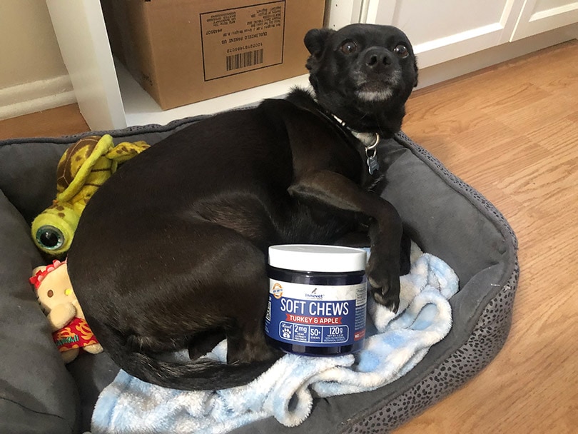 black dog with the innovet hemp soft chews in its bed