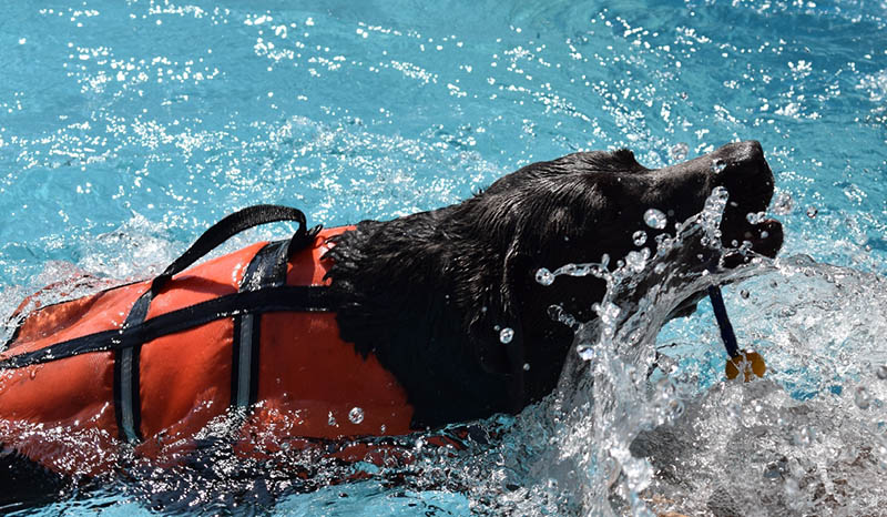 black dog with vest swimming