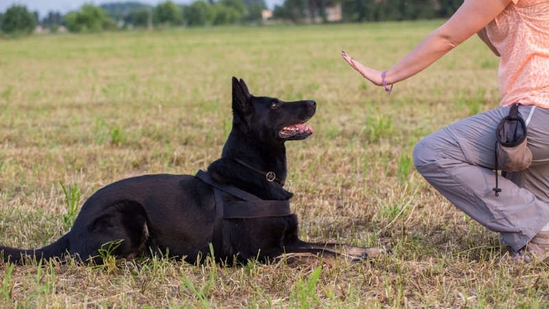 black german shepherd dog in obedience training