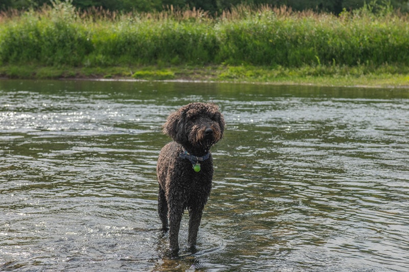 black goldendoodle dog standing on the river bank