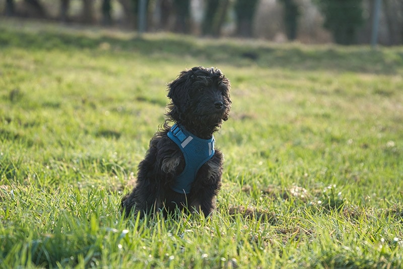 black goldendoodle puppy sitting on grass