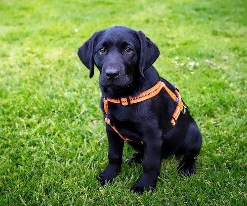 black-labrador-puppy-in-harness