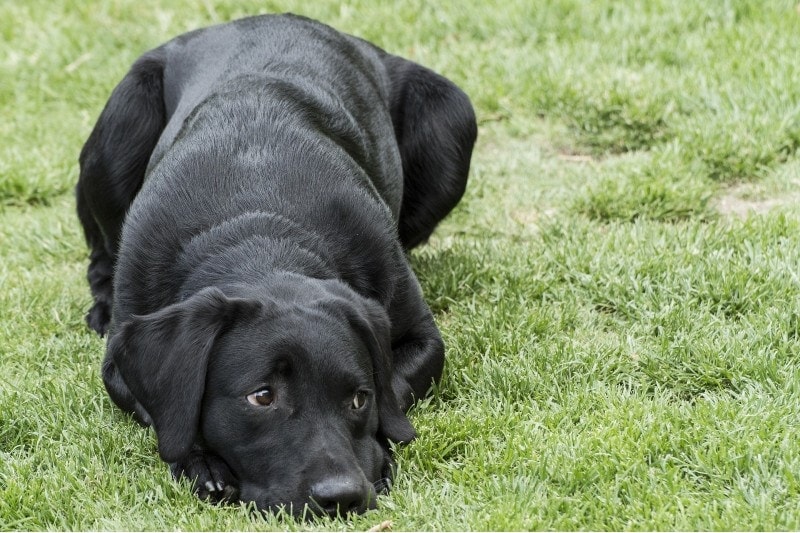 black labrador retriever lies in the grass