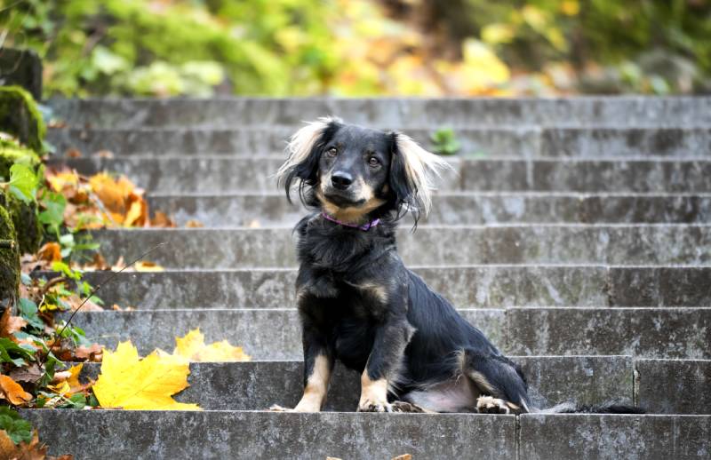 black mixed-breed dog (mutt) sitting on the stairs in the park
