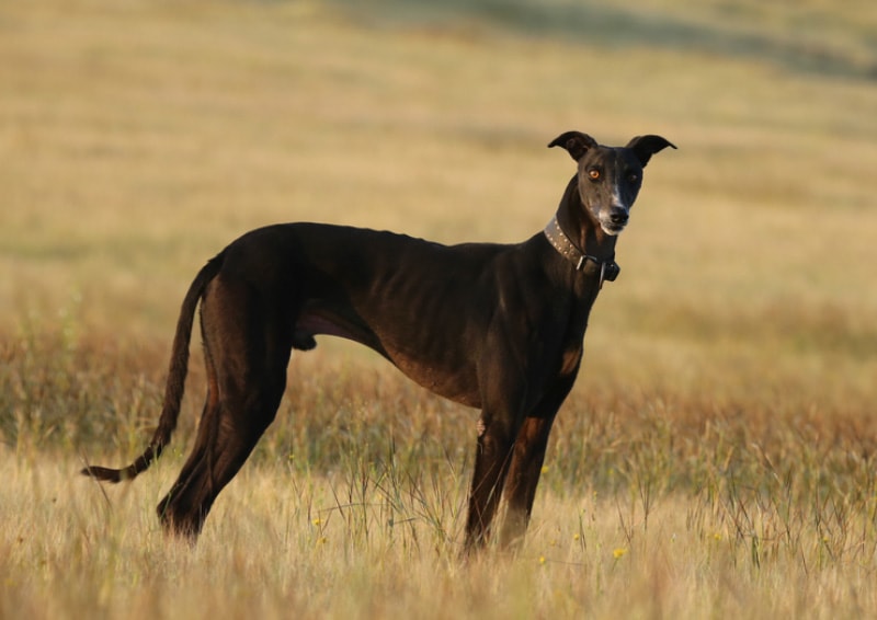 black mudhol hound dog standing in the meadow