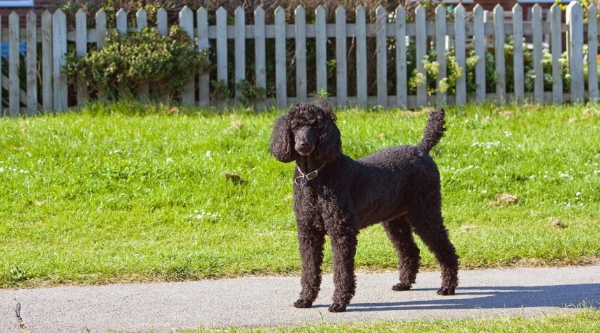 black poodle standing