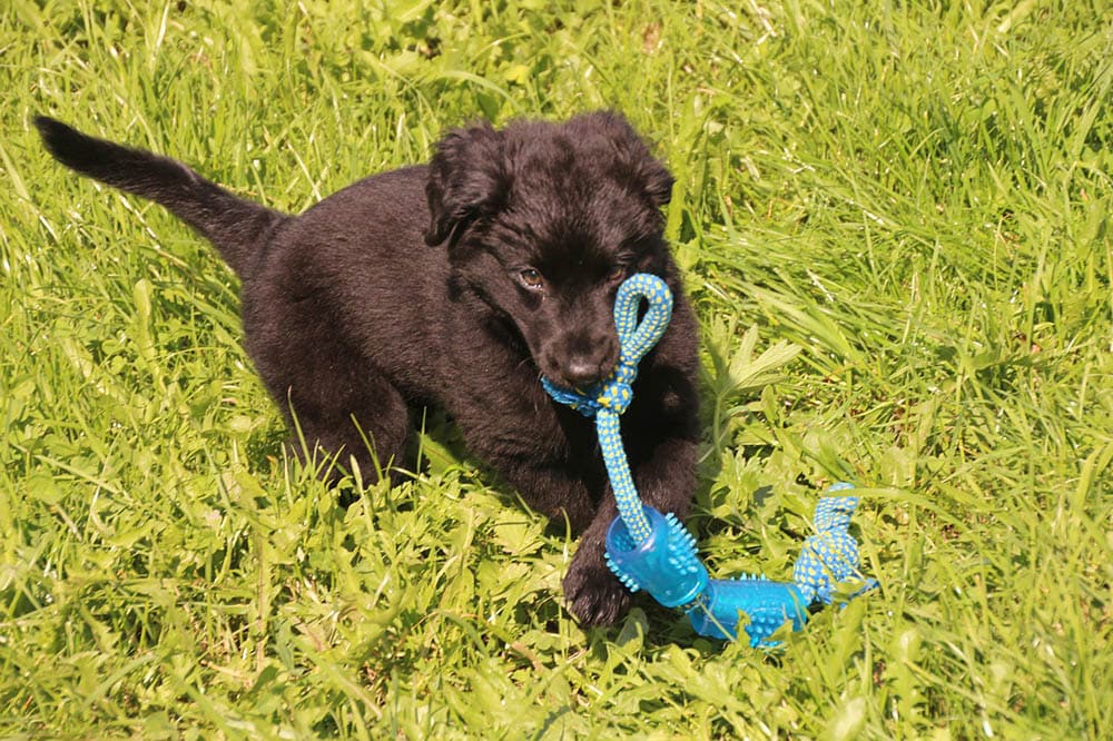 black puppy with toy