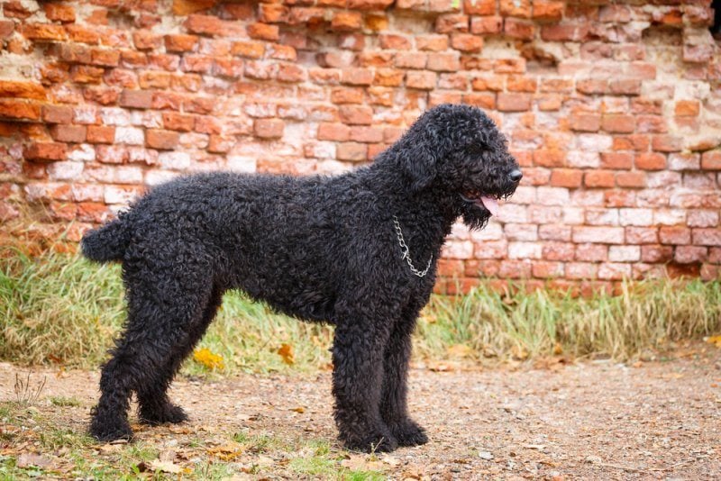 black russian terrier by brick wall
