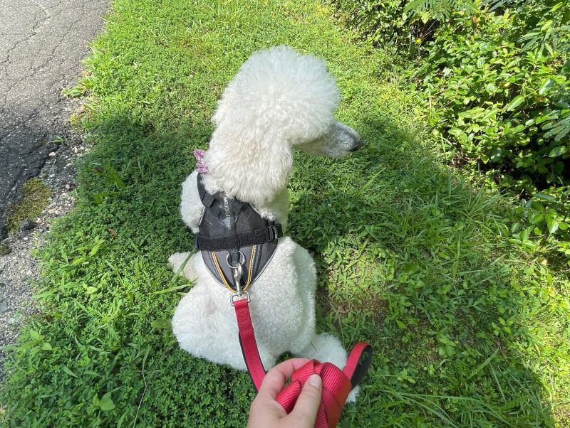 blance wearing julius k9 longwalk harness with leash