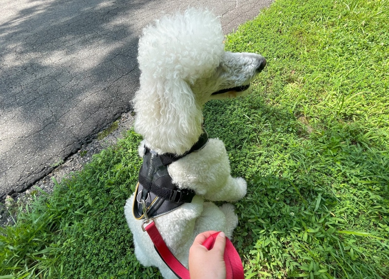 blanche wearing julius k9 harness with leash